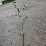 Lepidium graminifolium Bark