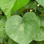 Abutilon theophrasti Leaf