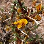 Adesmia horrida Flower