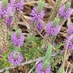 Pogostemon deccanensis Blomma