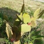 Opuntia microdasys Лист