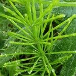 Equisetum arvense Leaf