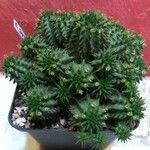 Euphorbia susannae Feuille