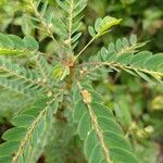 Phyllanthus urinaria Blad