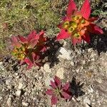 Euphorbia arborescensBlomst