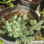 Sedum dasyphyllumপাতা