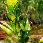 Oenothera biennis Flower