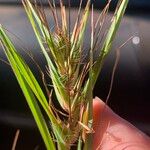 Themeda quadrivalvis Žiedas