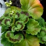 Pelargonium × hybridum Leaf