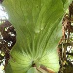 Platycerium elephantotis Leaf