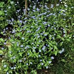 Myosotis sylvatica ശീലം