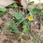 Sida cordata Floare