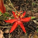 Passiflora coccinea 花