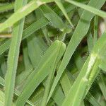 Urochloa trichopus Folio