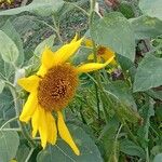 Helianthus annuus Vekstform