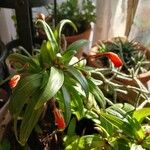 Seemannia sylvatica Hoja