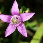 Gentianella germanica Flor