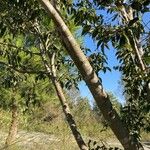 Celtis occidentalis Bark