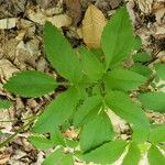 Zizia aurea Leaf