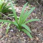 Hymenocallis occidentalis ഇല