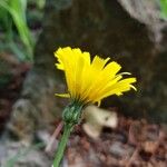 Hieracium glaucomorphum Cvijet