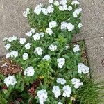Catharanthus coriaceus花