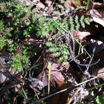 Phacelia distans Kukka