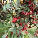 Cotoneaster pannosusFruit