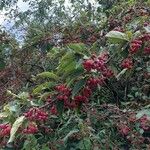 Malus baccata Fruit