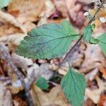 Scutellaria serrata List