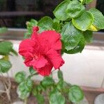 Hibiscus rosa-sinensisFlower