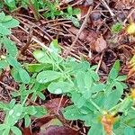 Hypericum maculatum Blad