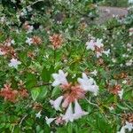 Abelia × grandifloraപുഷ്പം