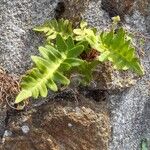 Polypodium vulgare Habitus