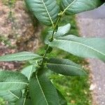 Salix eriocephala Листок