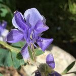 Aquilegia bernardii Цветок