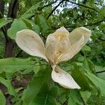 Magnolia fraseri Floro