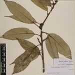 Quercus oxyodon Sonstige