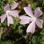 Malva moschataKvet