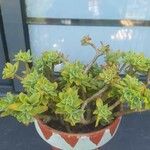 Sedum palmeri List