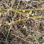 Chondrilla juncea Folha