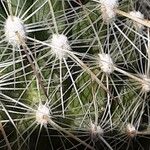 Thelocactus conothelos