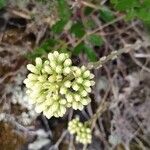 Petrosedum sediforme Kwiat