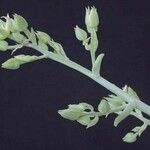 Sedum allantoides Blomma