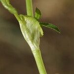 Trifolium strictum Feuille