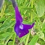 Salvia × jamensis Kukka