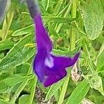 Salvia × jamensis Цветок