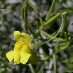 Neogaerrhinum filipes