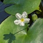 Nymphoides cristata Flor