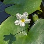 Nymphoides cristata Flor